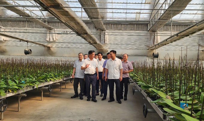 Dao Quang Trinh introducing his orchid farm to provincial agricultural representatives visiting Hai Phong. Photo: Dinh Muoi.