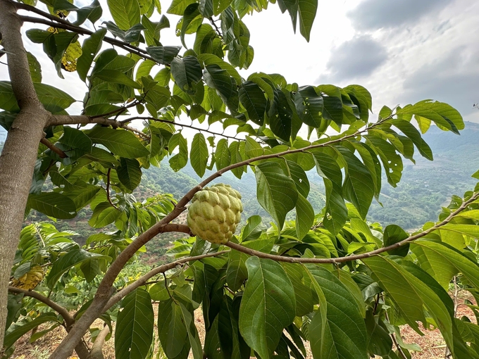 Nhờ canh tác theo hướng hữu cơ, bền vững, cây na Thái của anh Thương trồng trên đất dốc ở huyện Mường La không hề thua kém na Thái trồng tại huyện Mai Sơn. Ảnh: Đức Bình