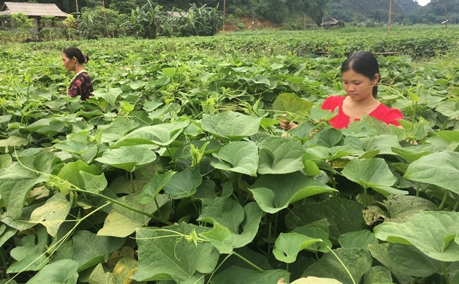 Xã Quyết Chiến được ví như 'Tam Đảo' của tỉnh Hòa Bình, điều kiện tự nhiên rất thuận lợi để trồng cây su su. Ảnh: NNVN.