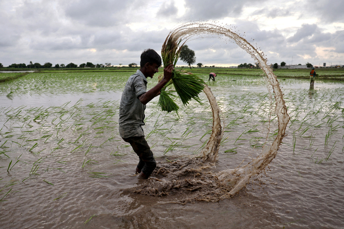 A farm labourer holds rice sapling as he prepares to plant them in a field on the outskirts of Ahmedabad, India. Photo: Amit Dave/Reuters.