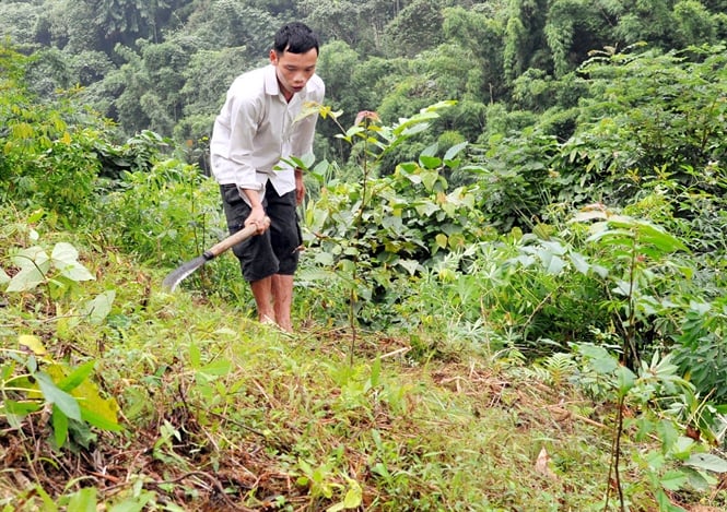 Sắp xếp, đổi mới mô hình hoạt động của các công ty nông, lâm nghiệp còn chậm, chưa đạt mục tiêu đề ra. Ảnh: HA.