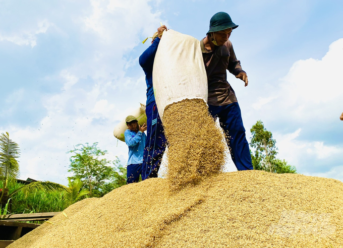 Thời gian qua huyện triển khai Đề án đã đạt được nhiều kết quả tích cực, nhờ vào sự phối hợp chặt chẽ giữa chính quyền, HTX, nông dân và doanh nghiệp. Ảnh: Lê Hoàng Vũ.