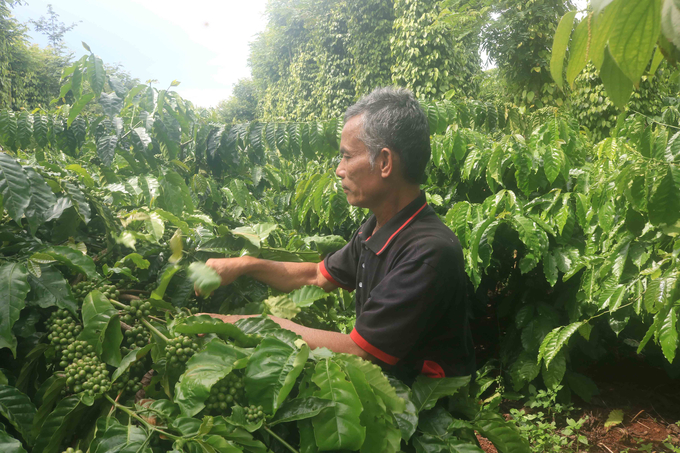 A coffee farm practicing regenerative agriculture in Ea Ktur Commune, Cu Kuin District, Dak Lak Province. Photo: Son Trang.