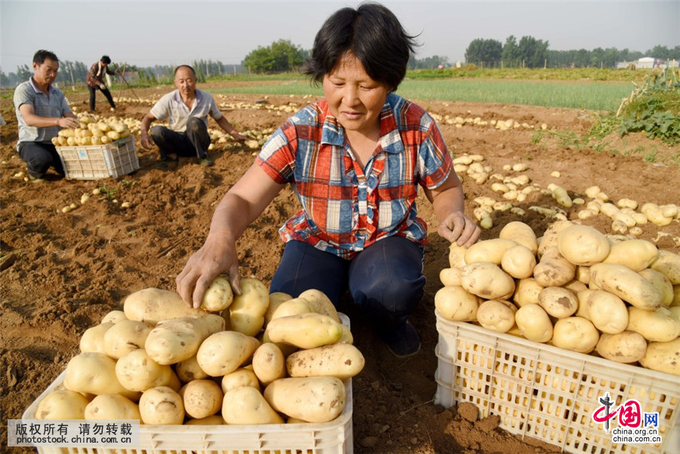 China stands as the world's largest producer of potatoes, its annual production of nearly 100 million metric tons on some 5 million hectares of arable land.