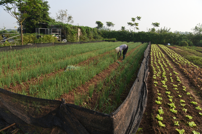 Một góc trang trại của nhóm Gen Xanh. Ảnh: Dương Đình Tường.