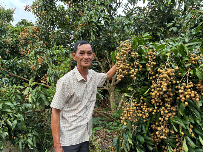 Pham Van Lo in his Ido longan farm. Photo: Ho Thi Thao.