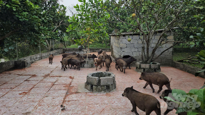 Ngo Dinh Tuan's organic wild boar farming model brings in hundreds of millions of VND in revenue every year. Photo: QT.