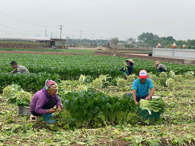 Tham gia khóa tập huấn, học viên sẽ được tham quan, học tập tại các mô hình IPHM trong sản xuất rau an toàn, VietGAP, Global GAP trên địa bàn TP. Hà Nội.