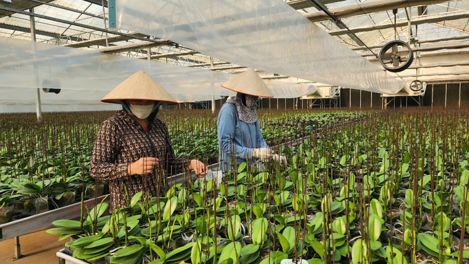 An orchid farm in the flowering stage in preparation for the Lunar New Year holiday. Photo: Dinh Muoi.