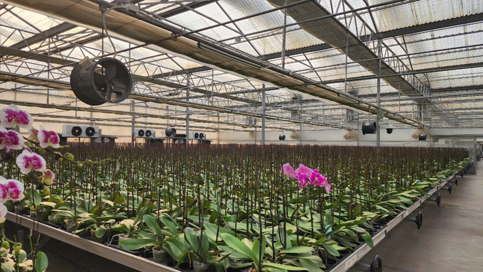 The orchid farm houses 600,000 flowers in 80 different color varieties. Photo: Dinh Muoi.