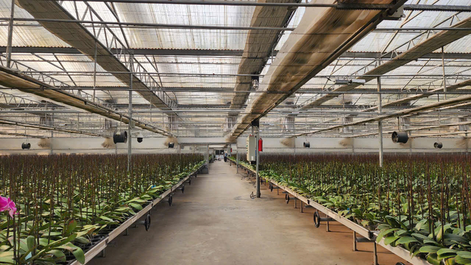 The high-tech orchid farm belonging to Chau Giang Company. Photo: Dinh Muoi.