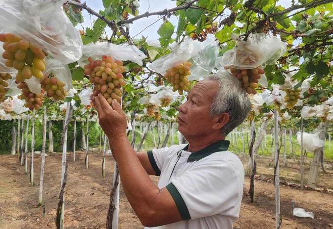 Ninh Thuận luôn có nho quanh năm để phục vụ du khách tham quan, trải nghiệm. Ảnh: PC.