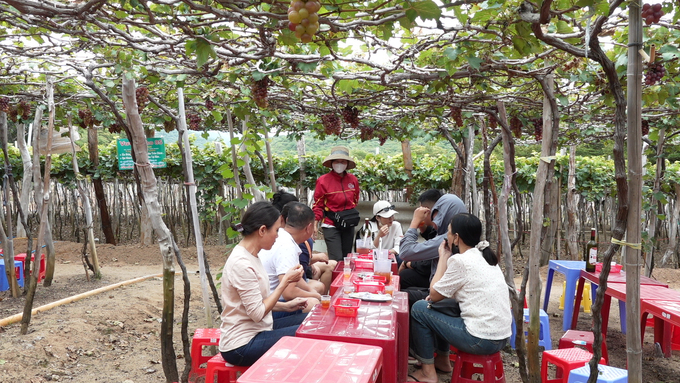 Khách tham quan thưởng thức miễn phí nho tươi và các sản phẩm chế biến từ nho ngay tại vườn. Ảnh: PC.