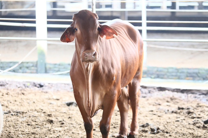 The vaccination rate for livestock in Nghe An is still low. Photo: Viet Khanh.