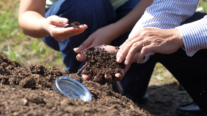 The organic fertilizer developed a coffee-brown hue and no longer emanates any odor after 2.5 months of composting. Photo: Duc Minh.