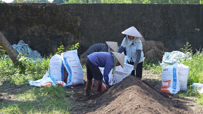 After the composting process is complete, farmers pack the organic fertilizer into bags and apply it directly to their fields. Photo: Duc Minh.