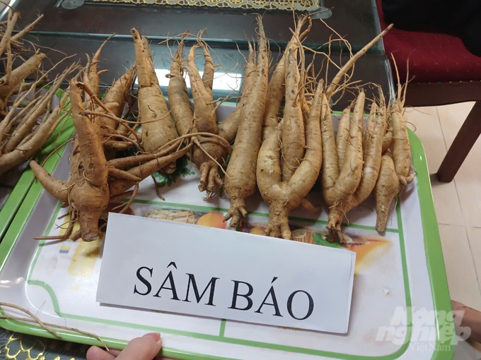 Củ sâm Báo. Ảnh: Hải Tiến.