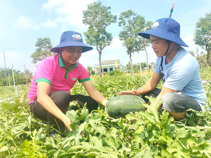 Tết Nguyên đán Giáp Thìn 2024, nông dân Gò Công thắng lợi với giống dưa hấu SH65 của Công ty TNHH Giống cây trồng Sen Hồng (TP Mỹ Tho). Ảnh: Minh Đảm.