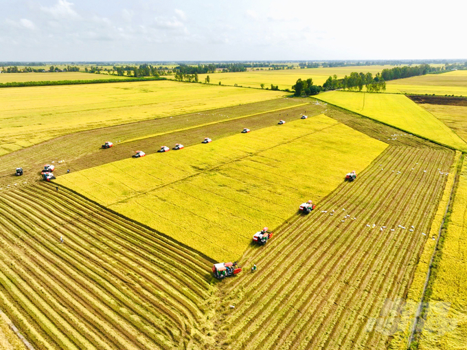 One of An Giang's key goals for 2025 is to expand the area of high-quality rice cultivation, thereby enabling more farmers to participate in the program. Photo: Le Hoang Vu.