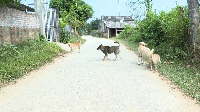 Dogs are still roaming freely on the roads of Bac Kan’s countryside, posing a risk of disease spreading. Photo: Ngoc Tu.