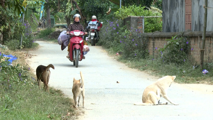 In the midst of the epidemic in Quan Ha commune (Bach Thong district), dogs are still running freely on village roads. Photo: Ngoc Tu.