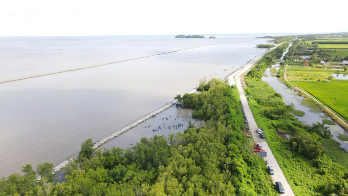 Mangrove forests not only provide economic benefits but also play a crucial role in combating climate change. Photo: Trong Linh.