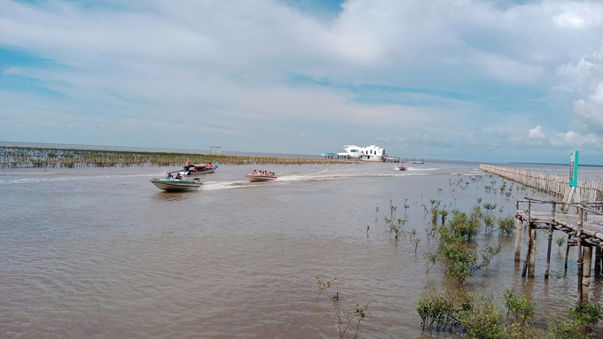 Mangrove forests not only create rich coastal ecosystems but also serve as massive carbon sinks. Photo: Hai Nam.