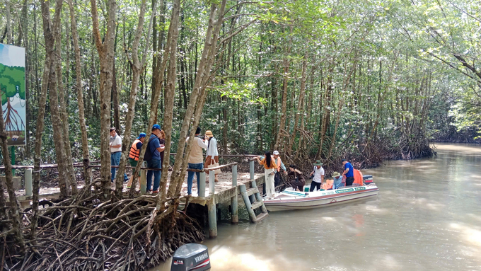 Mangrove forests help prevent coastal erosion, reduce the impact of tidal waves, and protect coastal ecosystems. Photo: Trong Linh.