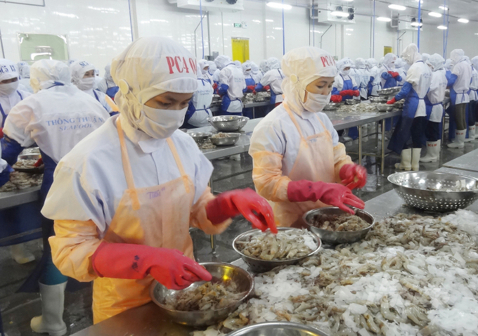 Shrimp processing in preparation for export at a facility belonging to Thong Thuan Company. Photo: Son Trang.