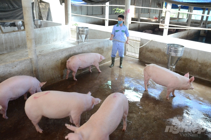 Các mô hình chăn nuôi an toàn sinh học, an toàn dịch bệnh ngày càng được nhân rộng tại Tuyên Quang. Ảnh: Đào Thanh.