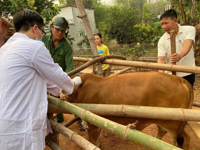 Veterinarians provided on-site vaccination support for farmers. Photo: DB.