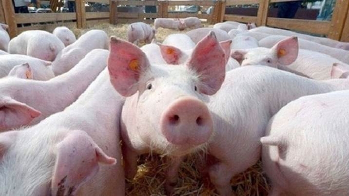 Live pig prices in the 3 regions on 11/12/2024