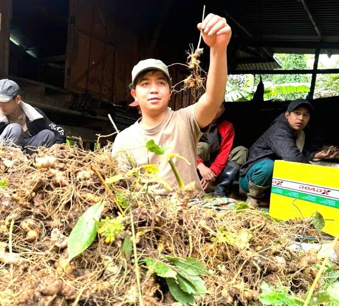 Không ít hộ đồng bào Xơ Đăng ở Tu Mơ Rông làm giàu nhờ trồng sâm Ngọc Linh. Ảnh: ĐL. 