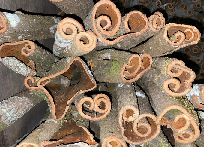 Biodiversity-friendly cinnamon cultivation yields higher productivity than monoculture. Photo: Son Trang.