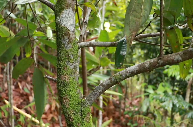 A cinnamon plantation in Quang Nam. Photo: Son Trang.