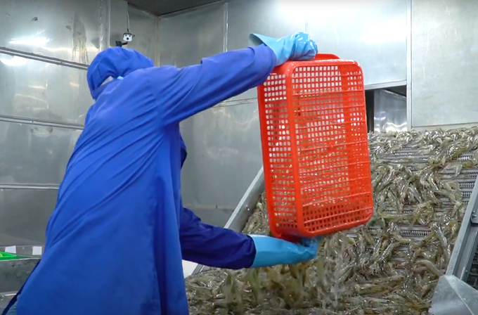 White leg shrimp ready for processing at a factory in the Mekong Delta. Photo: Son Trang.