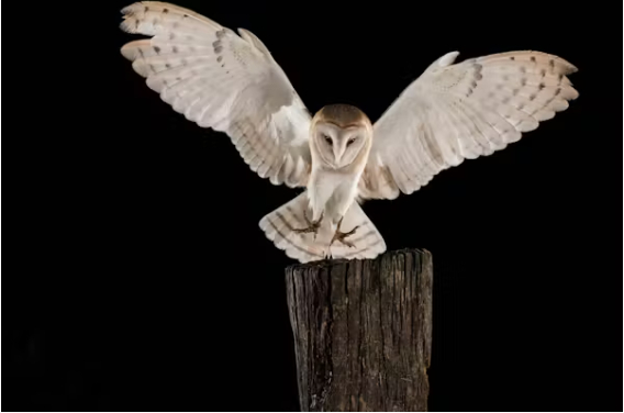 Barn owls are often the last thing a vole sees. 