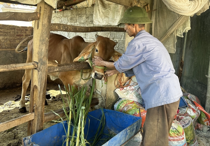 Ông Nguyễn Văn Tỵ chuẩn bị sẵn bạt, lưới chắn gió rét cho đàn bò khi mùa đông đến gần. Ảnh: Quang Linh.