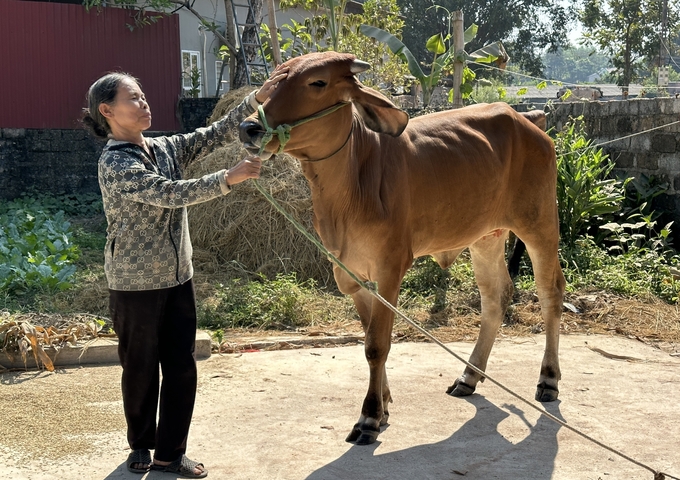 Bò sinh sản của gia đình bà Nguyễn Thị Tưởng có ngoại hình vạm vỡ, tăng cân nhanh. Ảnh: Quang Linh.