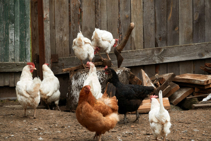 Ilya Zlobin with Voice for Animals said that strict rules would likely end not only organic but also backyard farming, where free-range is also a dominant breeding method. Photo: Canva.