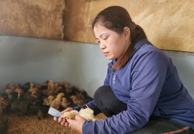 Le Thi Thu proactively responds to disease outbreaks by strengthening protection for her chicken flock. Photo: Viet Khanh.