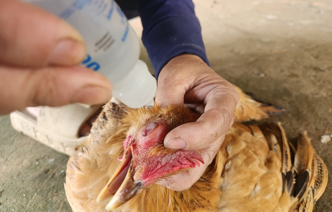 Using saline and vaccine to treat chicken eye worm. Photo: Viet Khanh.