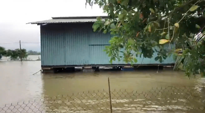 Nhà phao nổi, nơi nhốt đàn bò để tránh lũ. Ảnh: V. Hoàng.