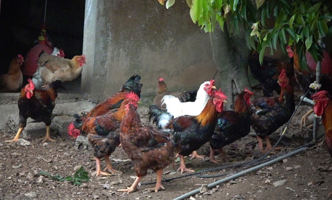 Farm owners in Yen Thanh district are no longer interested in raising meat chickens as before. Photo: Viet Khanh.