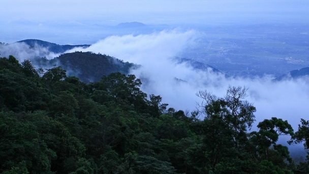 A corner of Tam Dao National Park. Photo: Tam Dao NP.