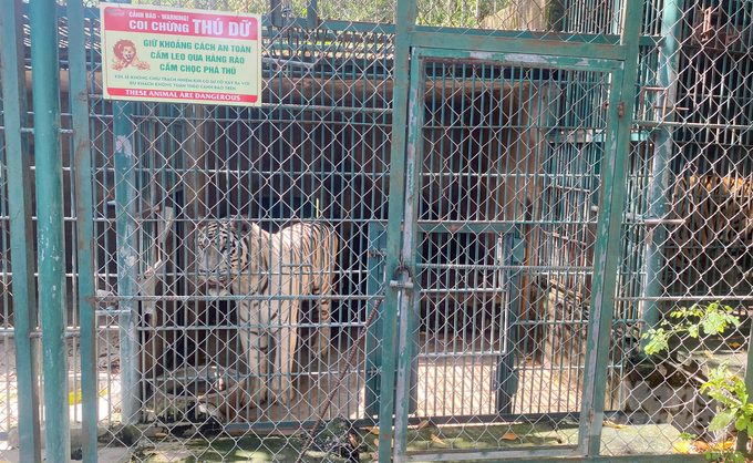 The death of 20 tigers and 1 leopard due to A/H5N1 avian influenza in Dong Nai is an unprecedented event in Vietnam. Photo: Le Binh.