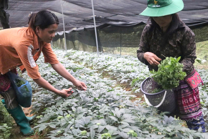 People harvest flowers and buds of panax notoginseng. Photo: H.D.