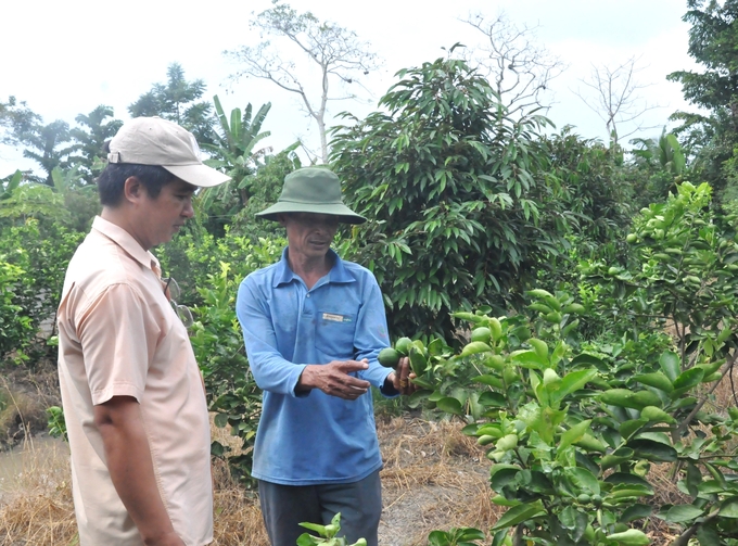 Hau Giang province has an advantage in developing fruit orchards, with many high-value fruit trees grown by farmers for export. Photo: Trung Chanh.