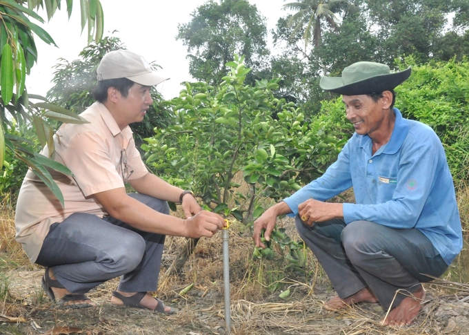 Farmers in Hau Giang province apply technology in fruit production to improve quality, ensuring export standards. Photo: Trung Chanh.