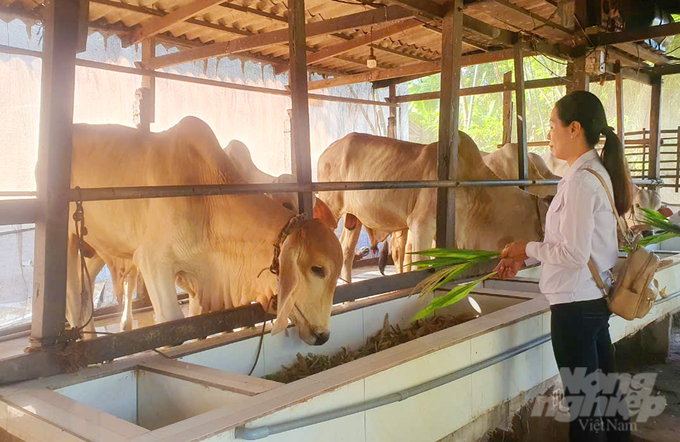 Mô hình nuôi bò thịt tuần hoàn được tiêm phòng đầy đủ các loại vacxin giúp bò sau 6 tháng nuôi tăng trọng từ 0,7 - 1,4kg/con/ngày. Ảnh: Lê Hoàng Vũ.